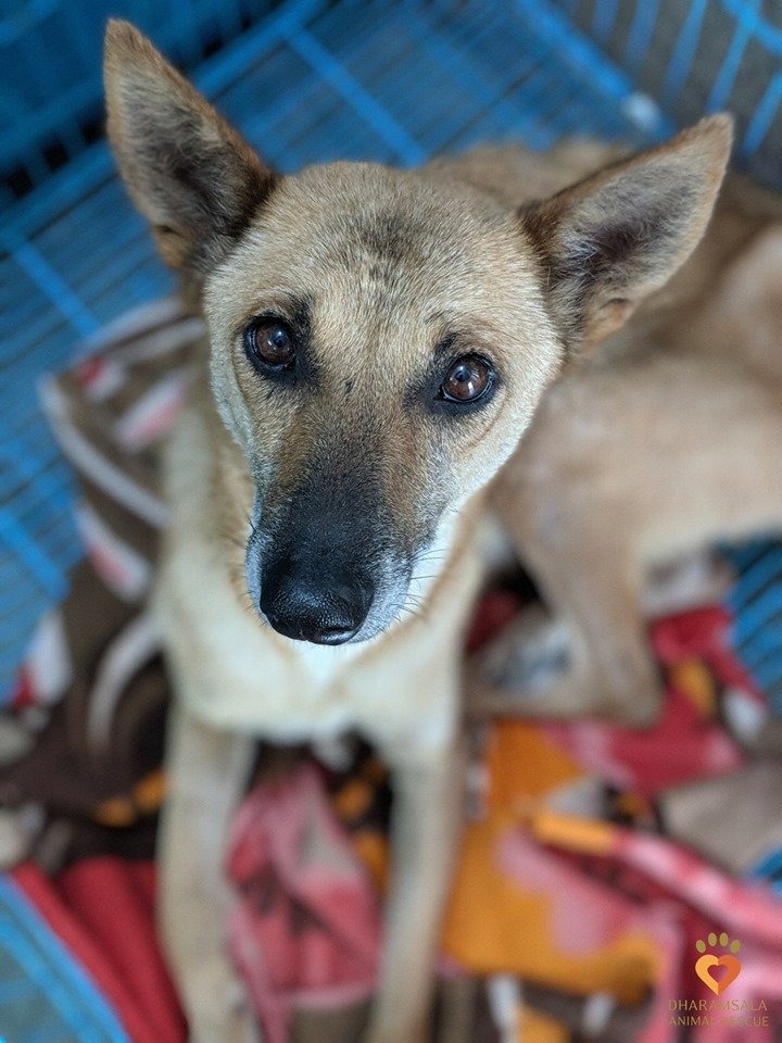 Charlie, a rescued dog available for adoption