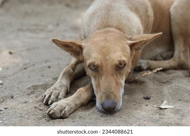 Rocky, a rescued dog available for adoption