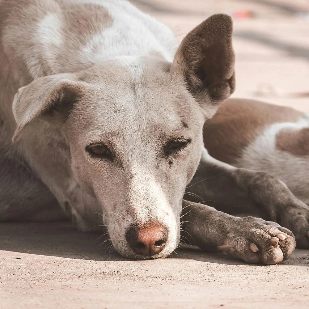 Charlie, a rescued dog available for adoption