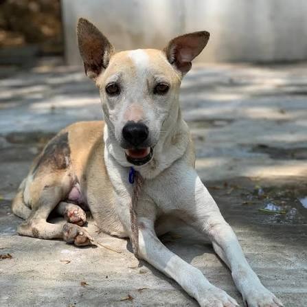 Daisy, a rescued dog available for adoption