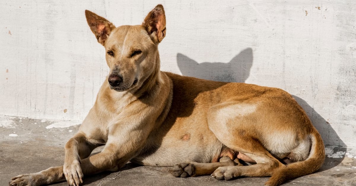Rocky, a rescued dog available for adoption