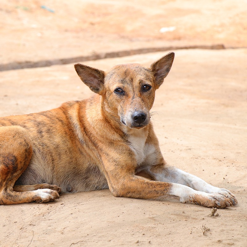 Bella, a rescued dog available for adoption