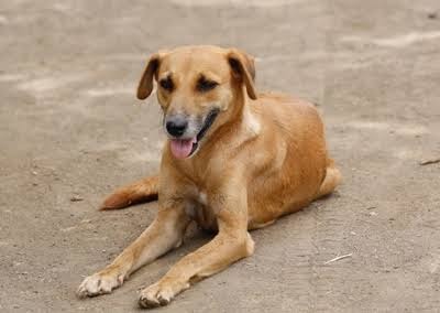 Bruno, a rescued dog available for adoption