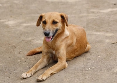 Bella, a rescued dog available for adoption
