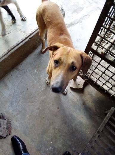 Max, a rescued dog available for adoption