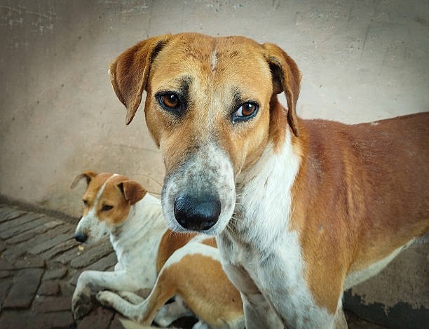 Bruno, a rescued dog available for adoption