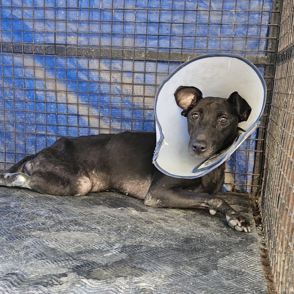 Rescued dogs cared for by JeevSahara Foundation