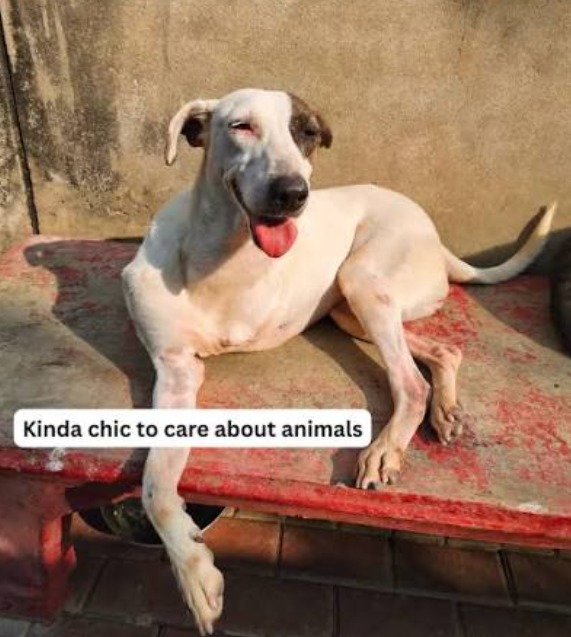 Rescued dogs cared for by JeevSahara Foundation