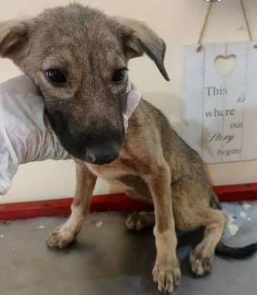 Rescued dogs cared for by JeevSahara Foundation