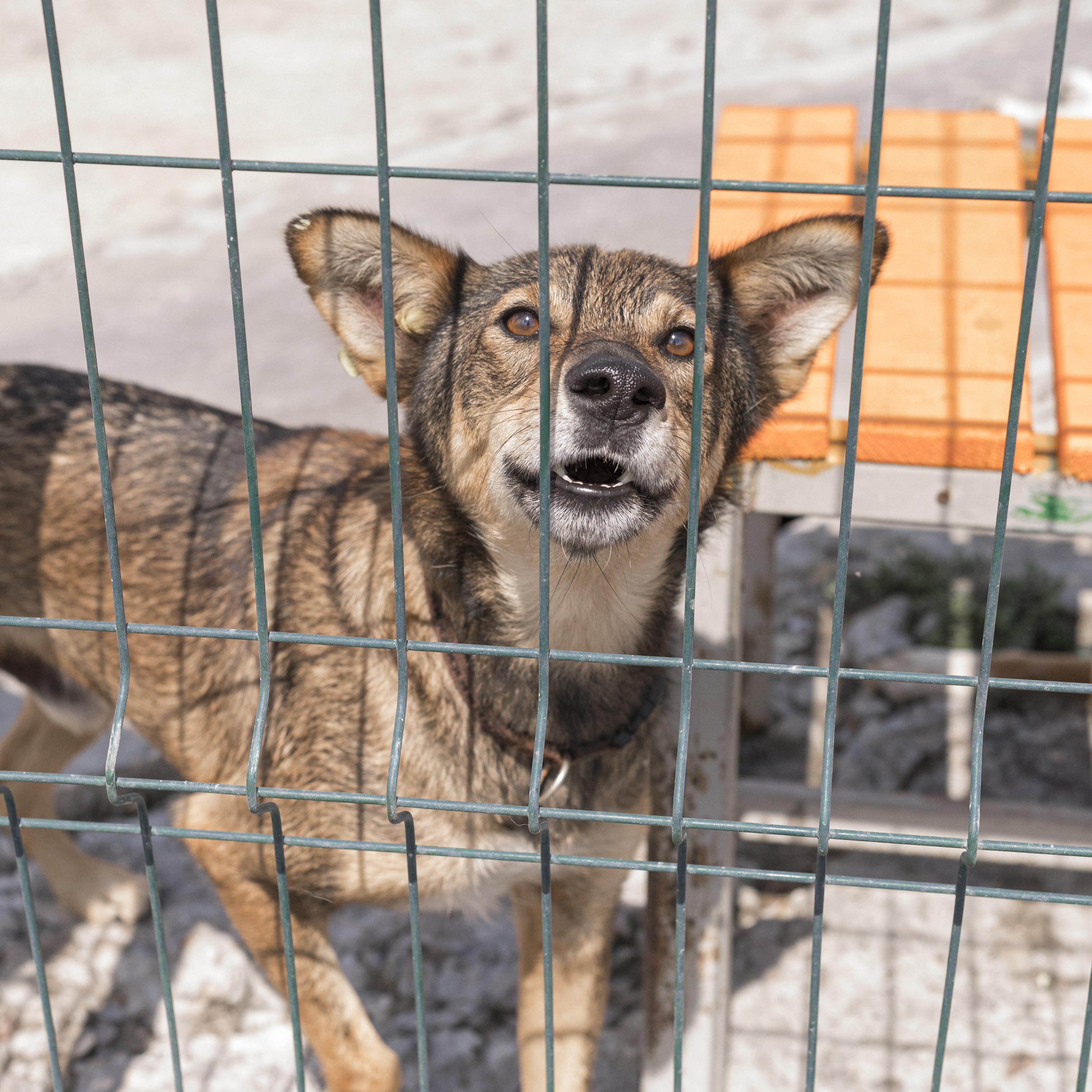 JeevSahara Foundation main dog shelter in New Delhi