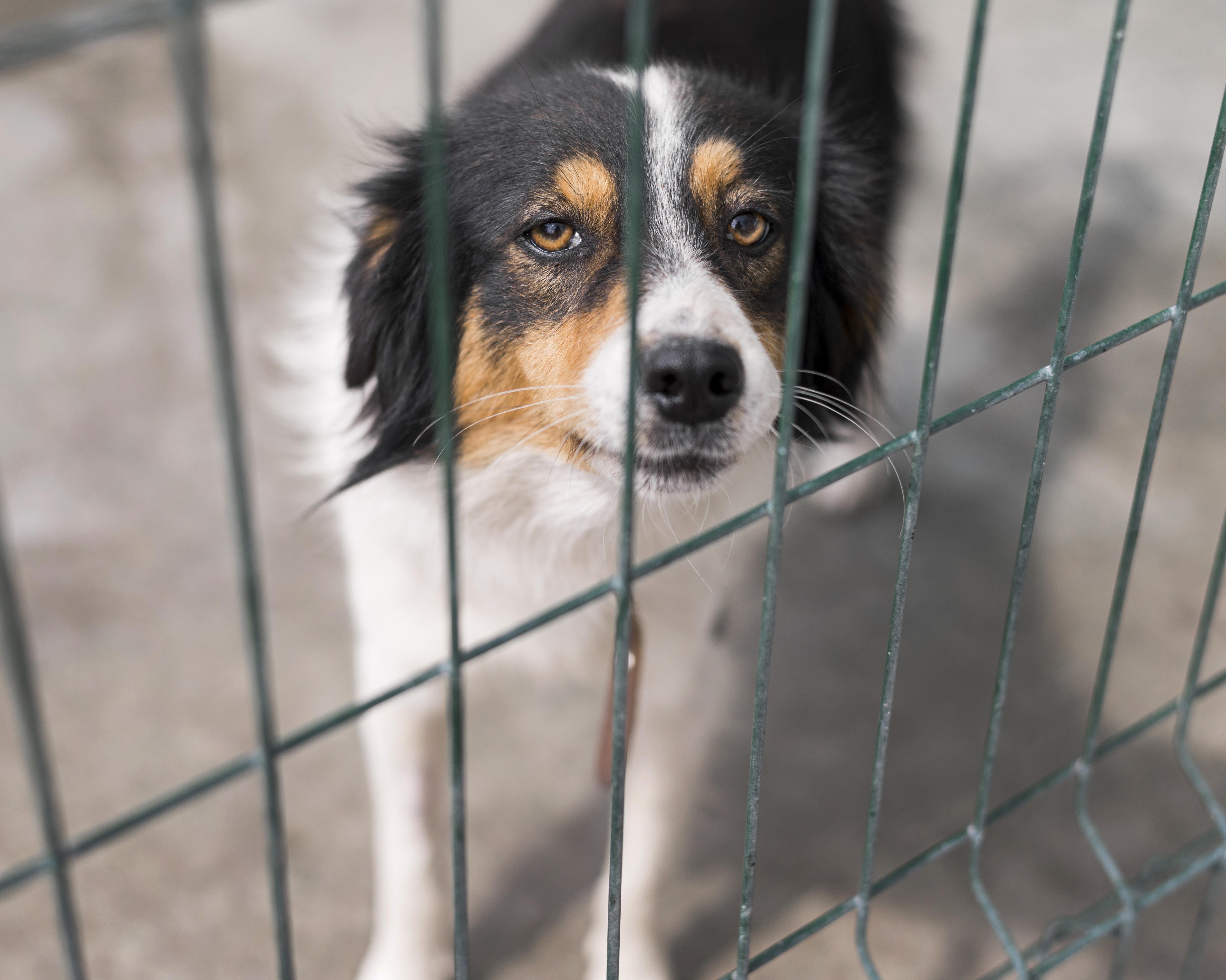 JeevSahara Foundation main dog shelter in New Delhi