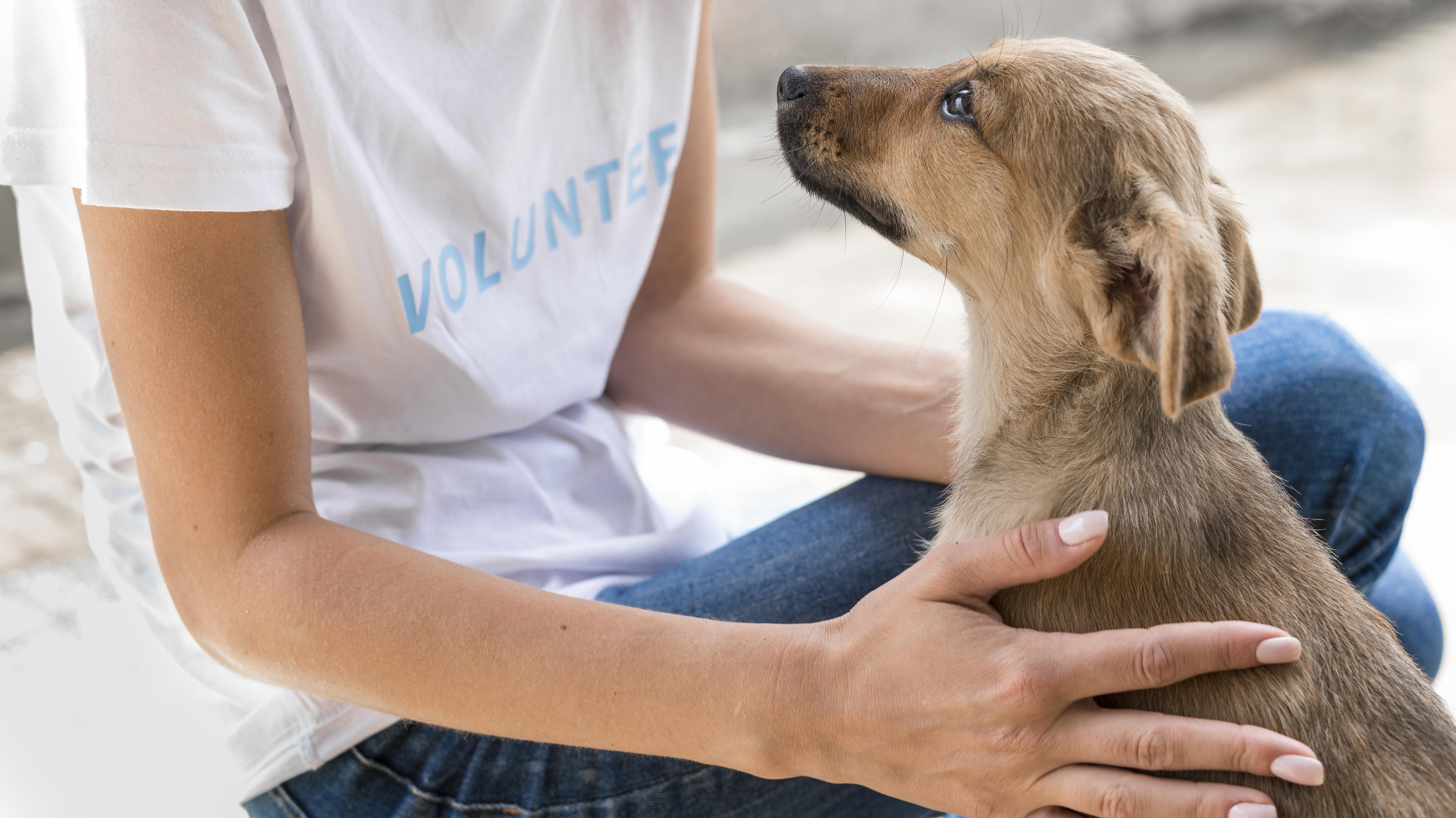 JeevSahara Foundation main dog shelter in New Delhi