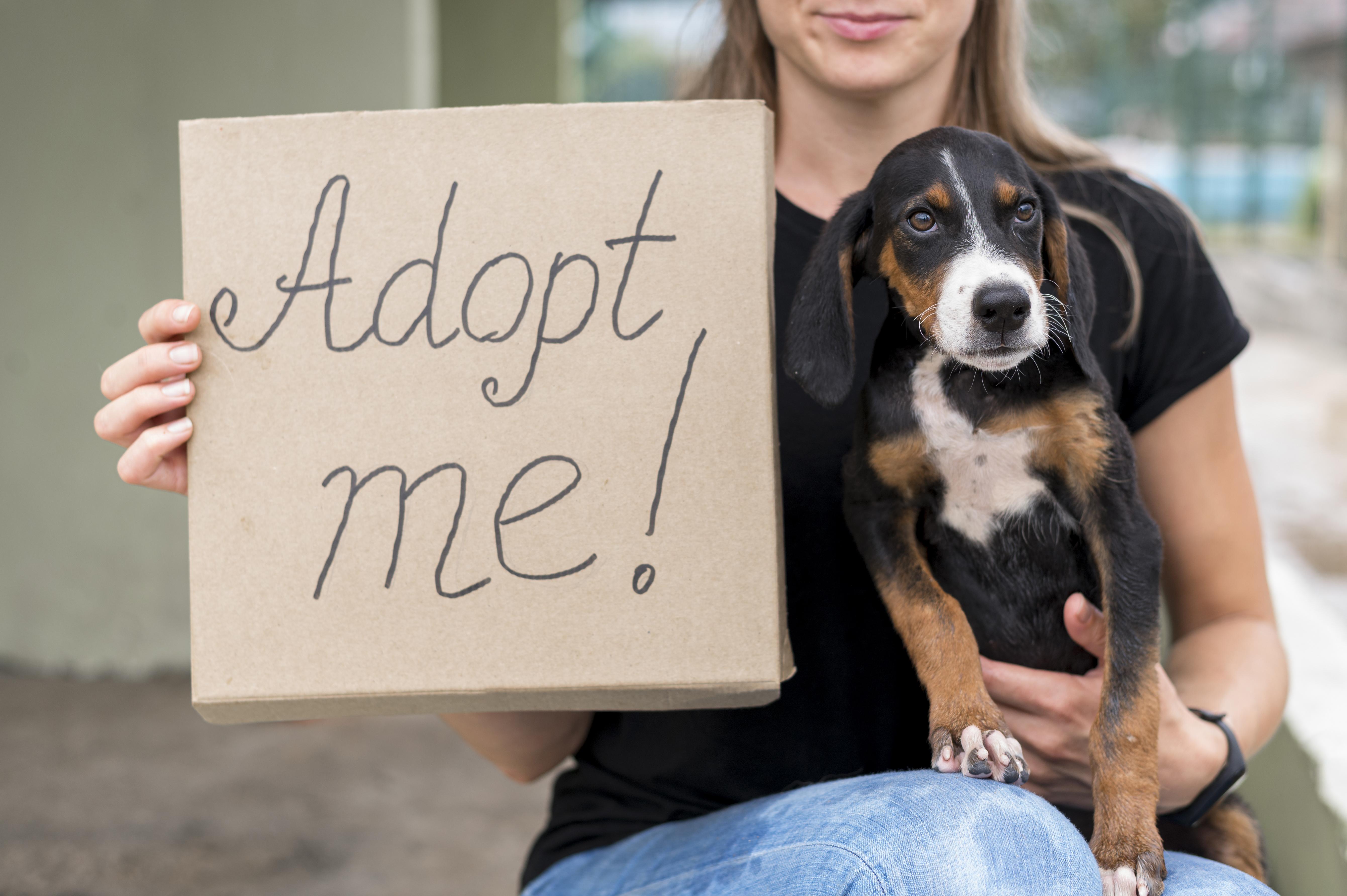 JeevSahara Foundation main dog shelter in New Delhi