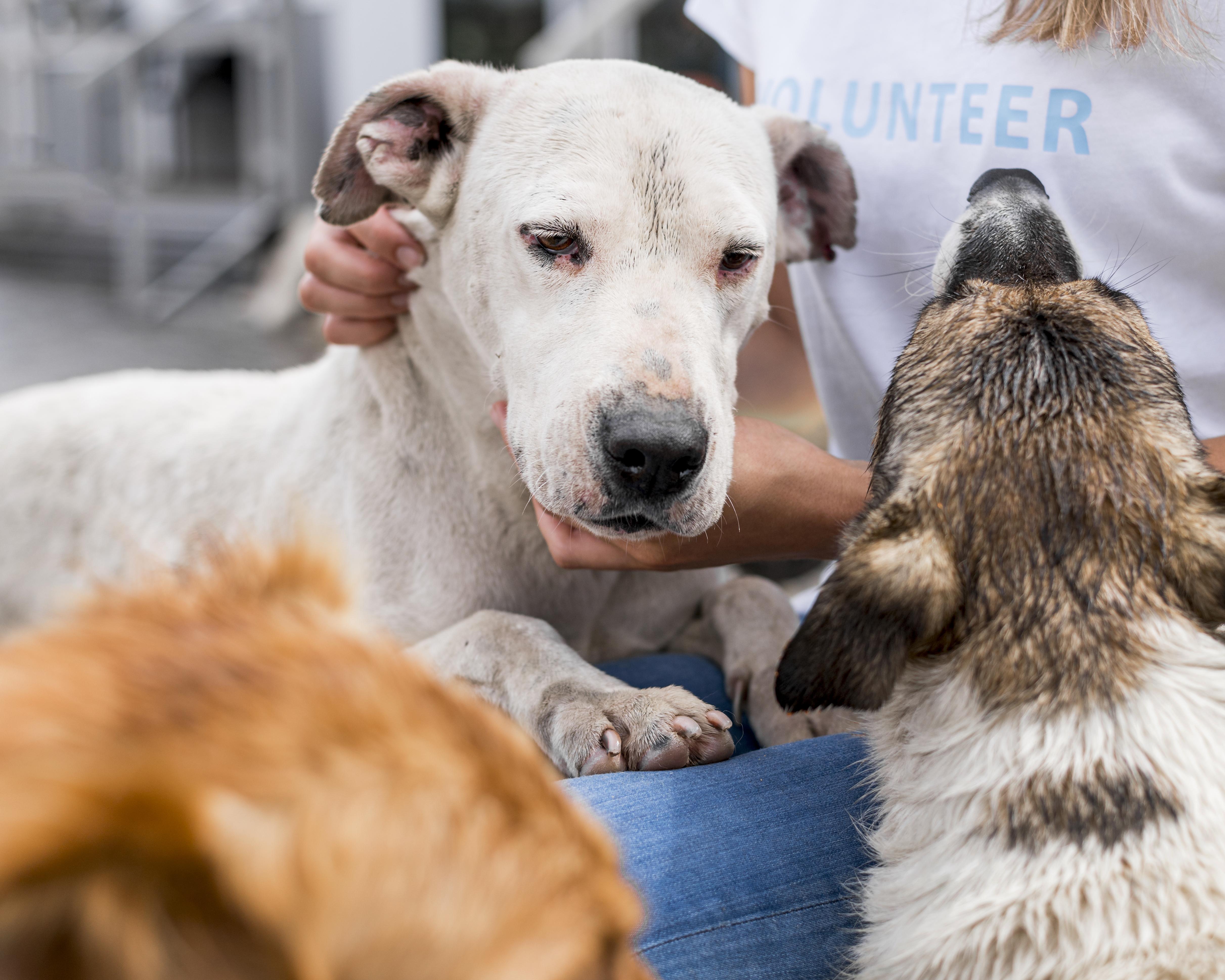 JeevSahara Foundation main dog shelter in New Delhi
